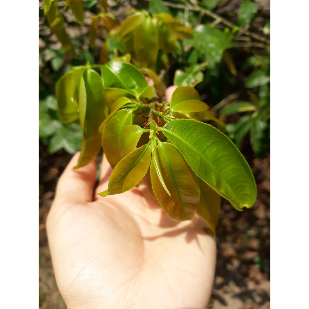 Bung đọt ra rễ mai vàng chai 500ml. Phân bón cho cây mai, kích rễ, ra đọt