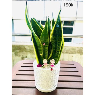Chậu lưỡi hổ lớn để bàn