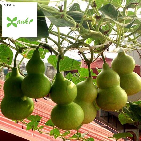 Hạt giống Bầu hồ lô (lớn, tí hon)