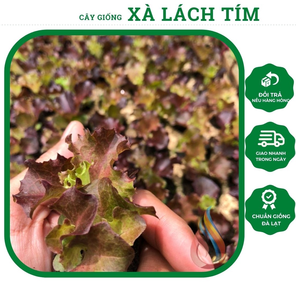 Combo 5 cây rau giống Xà Lách Tím dễ trồng chịu nhiệt tốt (chỉ giao Hoả Tốc TPHCM)