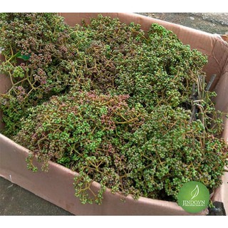 Hạt mắc khén (gói 1kg) - OLF119