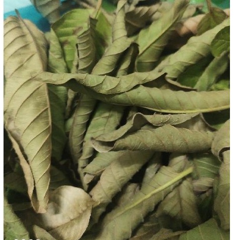 1 kg lá ổi tươi hoặc khô