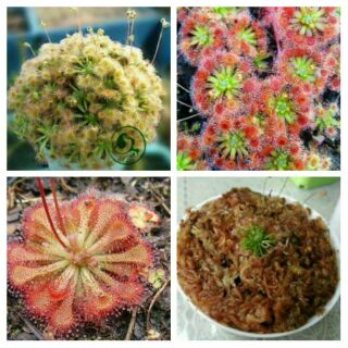 Cây gọng vó - cây bắt mồi