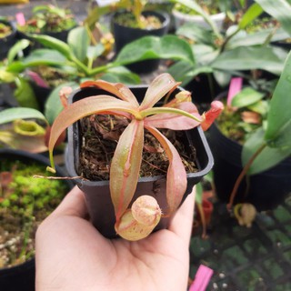 Chậu bắt côn trùng, cây nắp ấm gieo hạt trang trí