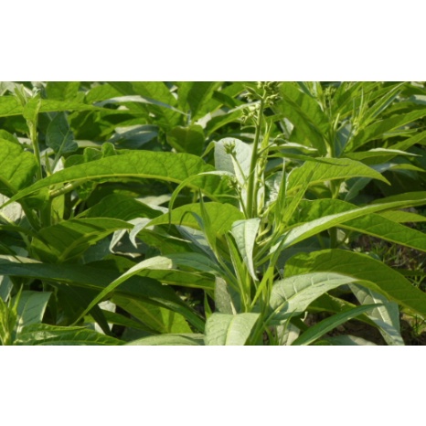 Gói 10 hạt giống cây thuốclào