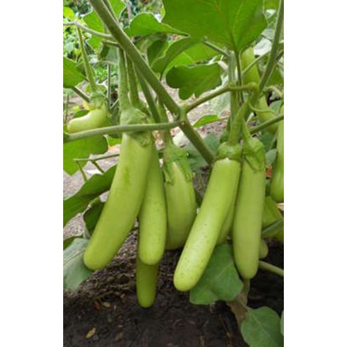 30H - #Hạt_Giống_Cà_ Dài_Xanh_Trắng ( tặng kèm kích mầm và phân bón )