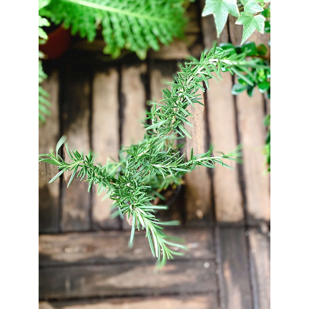 Cây Hương Thảo (Rosemary, Rosmarinus officinalis, Salvia rosmarinus) gốc già chậu nhựa