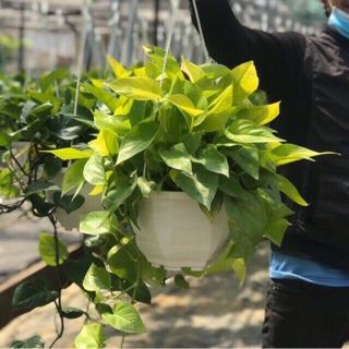 Trầu bà thái vàng 2 cỡ