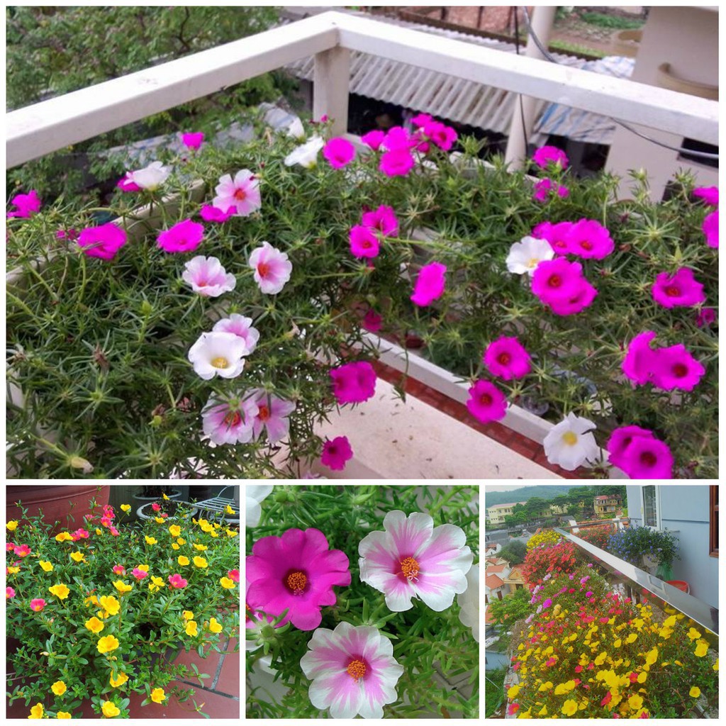 HẠT GIỐNG HOA MƯỜI GIỜ CÁNH ĐƠN NHIỀU MÀU - GÓI 0,3 GRAM