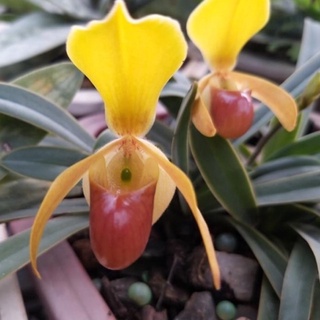 hoa lan hài helen