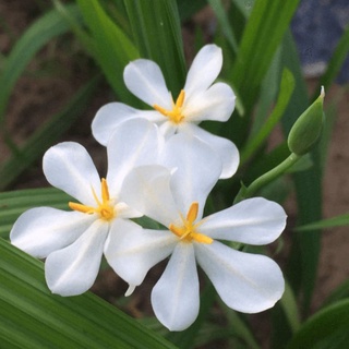 Sâm hành( hành Tây Dayak,sâm đại hành)