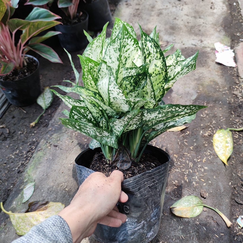 Cây ngọc ngân lá trắng xanh loại chậu bầu cao 30cm