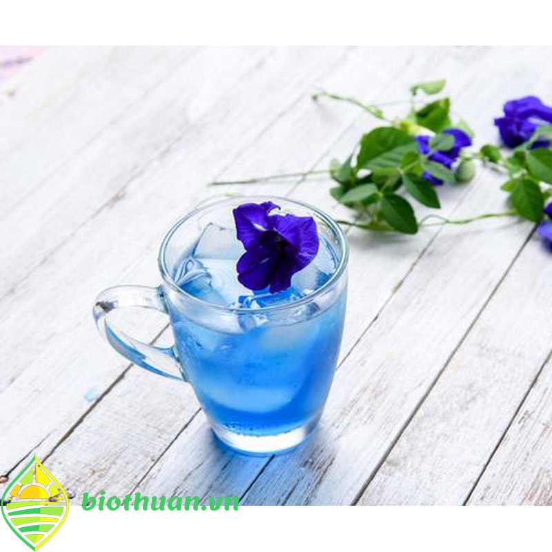 Hạt Giống Hoa Đậu Biếc