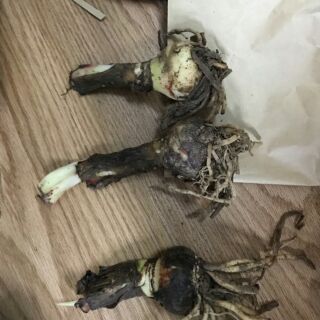 1 củ Huệ tây  kép mix màu