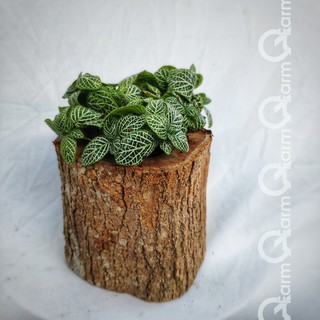 Chậu gỗ trồng cây - kiểu đứng