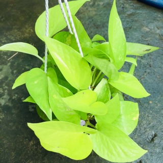 TRẦU BÀ THÁI VÀNG