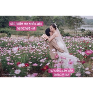 1.000 Hạt giống Hoa Sao nhái mix hơn chục mặt hoa khác nhau  ( Hoa Cúc Bướm )