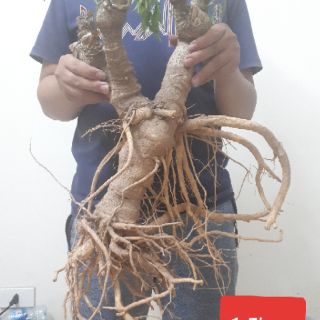 Củ đinh lăng tươi 1,5kg (hàng có sẵn)