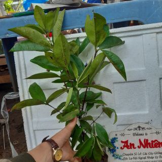 Cây cherry brazil