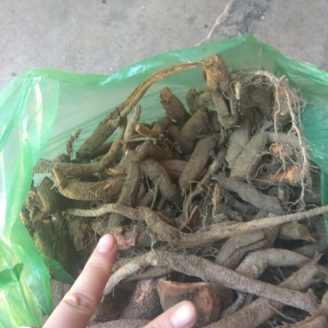Củ gai tươi an thai