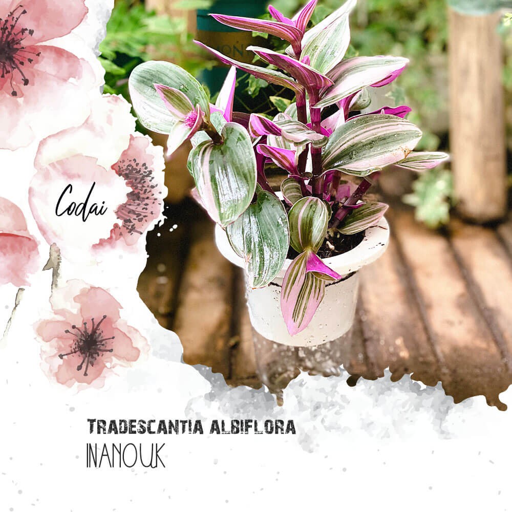 Chậu cây Tradescantia albiflora Nanouk (Tradescantia Nanouk) – Thài Lài Hồng Nanouk, Thài Lài Đột Biến thủy sinh TC3T
