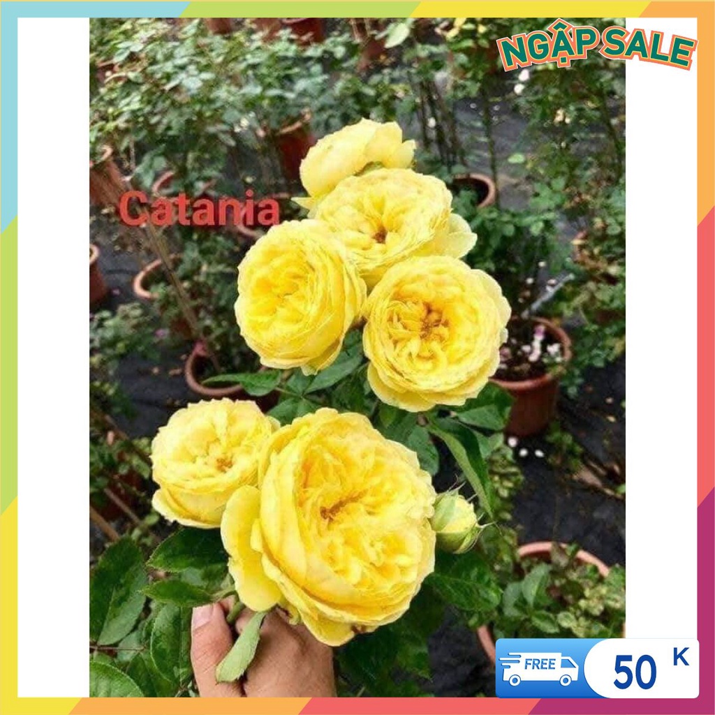 Cành Chiết Hoa Hồng Ngoại Catalina. (Giống Hoa Hồng) - Vattucaygiong