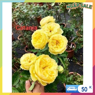 Cành Chiết Hoa Hồng Ngoại Catalina. (Giống Hoa Hồng) - Vattucaygiong