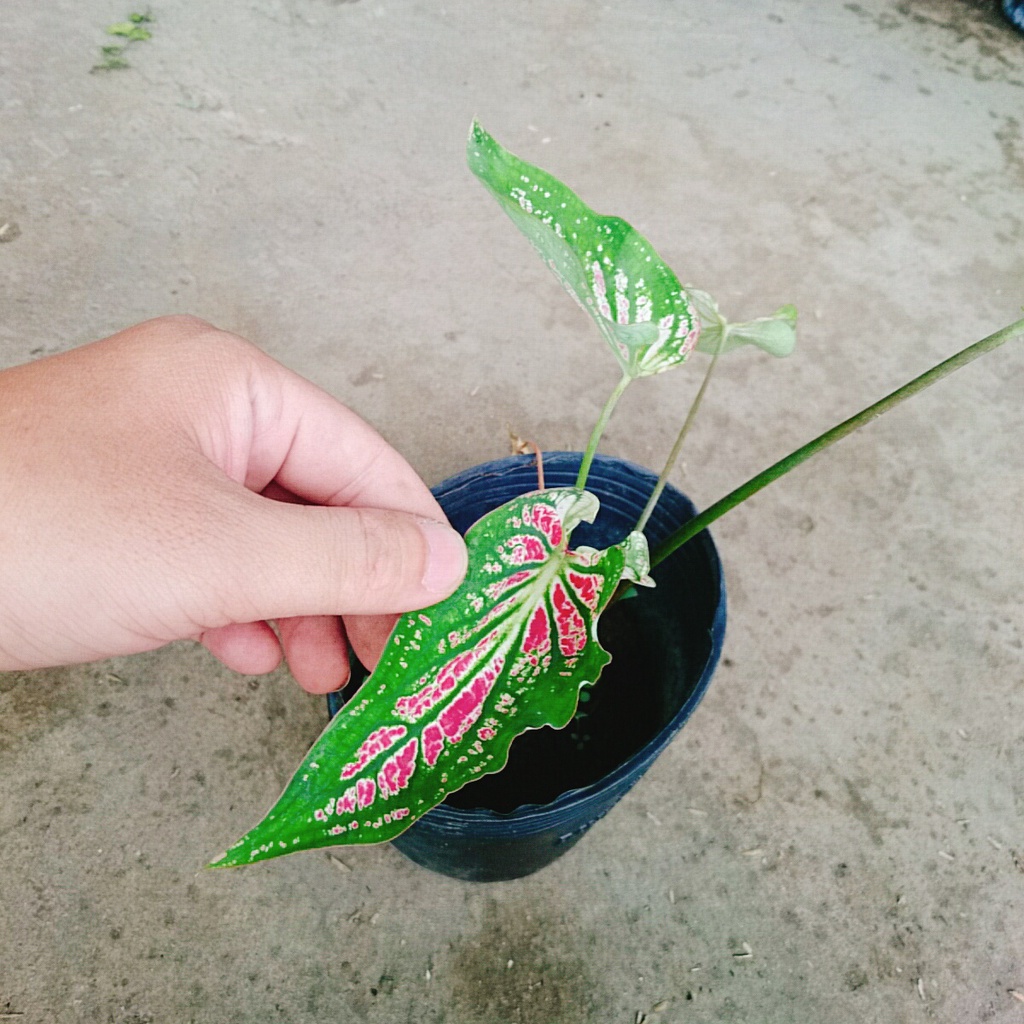 Cây Môn Thiên Nga - cây cảnh để bàn - caykiengsadec