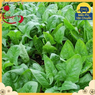 Hạt Giống Cải Bó Xôi Chịu Nhiệt