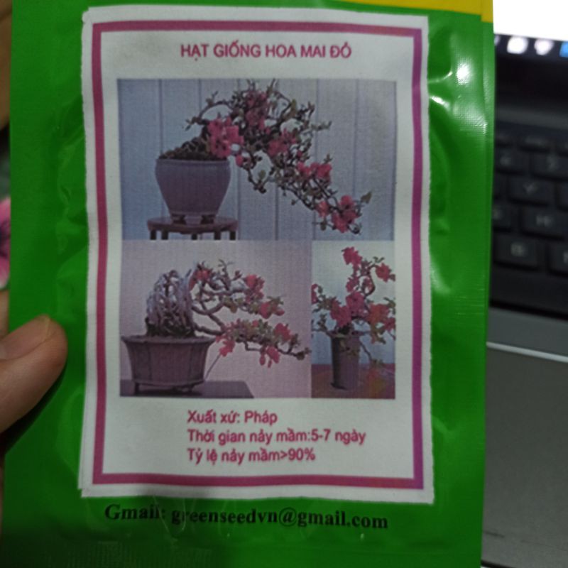 Hạt giống hoa mai đỏ
