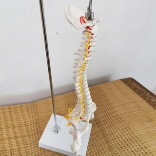 Mô hình cột sống 45cm