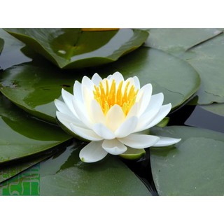 Cây hoa súng kép trắng Thái lan