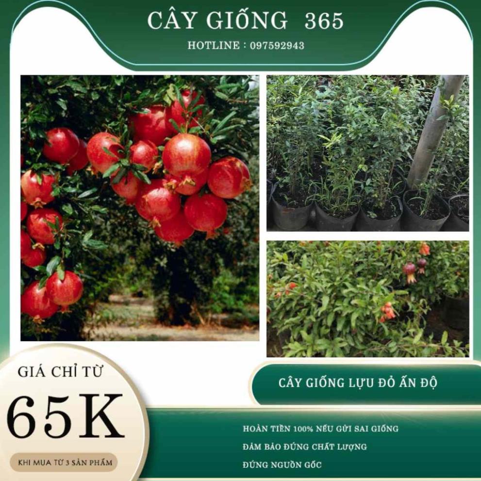 Cây lựu đỏ Ấn Độ tứ mùa (ảnh thật số 2)