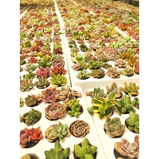 Siêu giảm giá sen đá vỉ 84 cây mix lộn xộn ngẫu nhiên