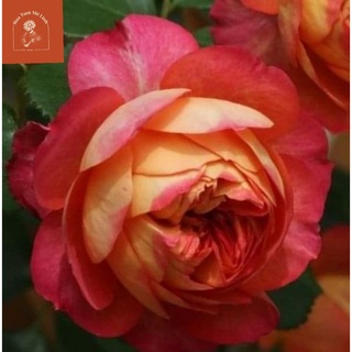 Hoa Hồng ngoại leo Soleil Romantica rose Siêu Hot Mới ra lò -HoaTuoiMeLinh
