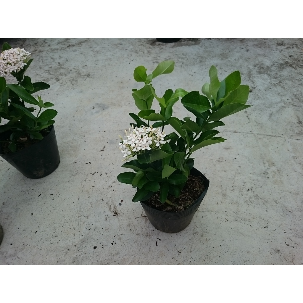 Cây Mẫu Đơn Trắng  - cây bông trang trắng - caykiengsadec