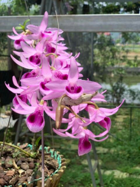 Lan phi điệp tím hòa bình, hàng ki năm 1