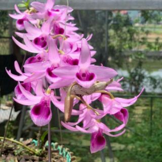 lan phi điệp tím hòa bình