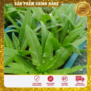Hạt Giống Rau Diếp Tây (1gr)