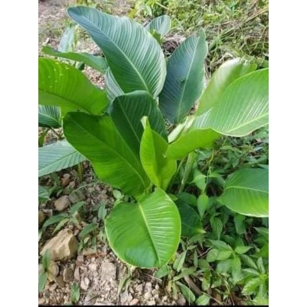 1khóm 5cây rong nếp rừng