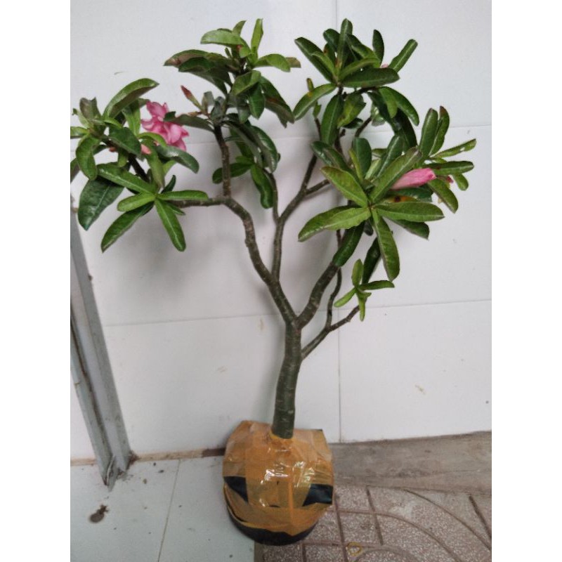 Sứ kỳ duyên (làng hoa sađéc)