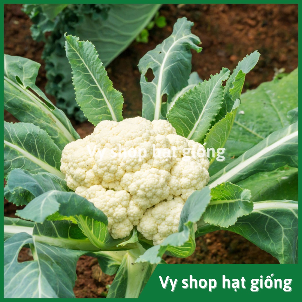 Hạt giống súp lơ trắng  Thái Lan gói 300 hạt
