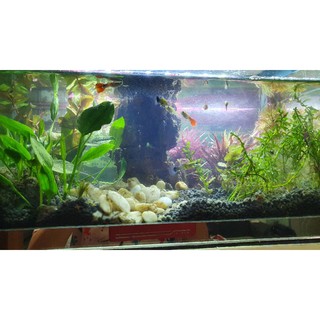 4 cây giống lan nước thủy sinh