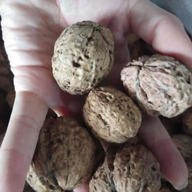 Combo 2kg óc chó nếp rừng( tặng 1 kìm tách vỏ)