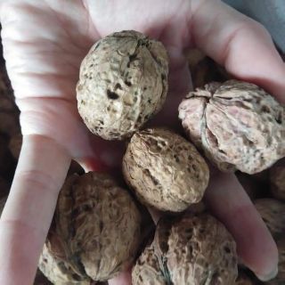 Combo 2kg óc chó nếp rừng