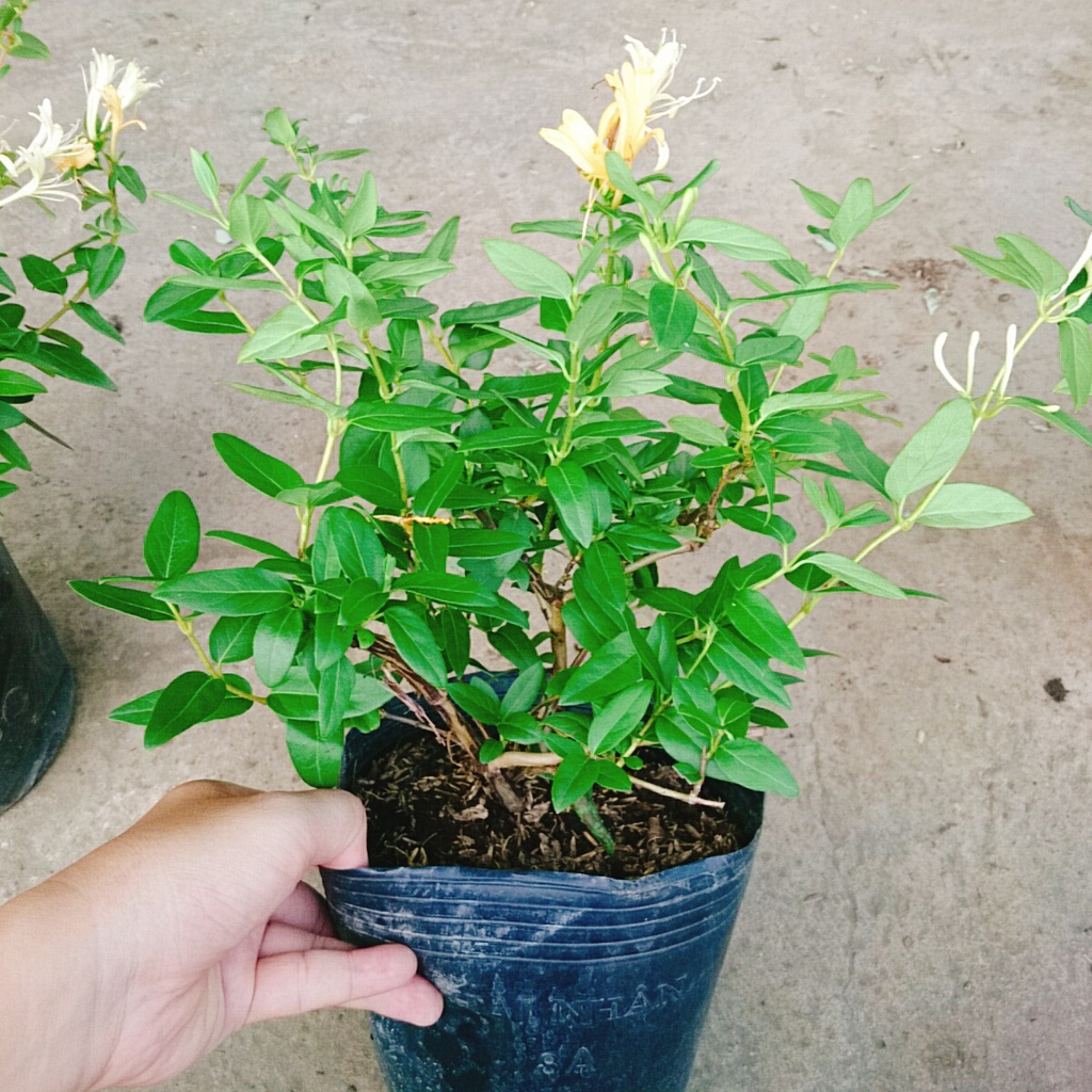 Cây Kim Ngân Hoa  - caykiengsadec