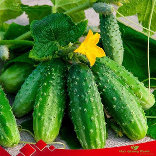 Hạt giống dưa chuột gai mini tỷ lệ nảy mầm cao