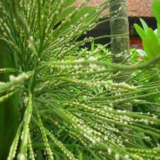 COMBO 3 CÂY CAU LÙN TỨ QUÝ