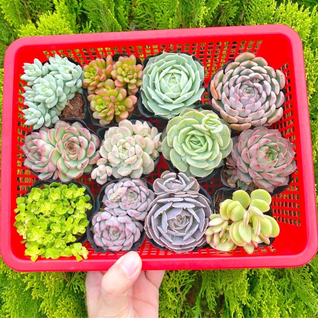 Combo sen đá cỡ nhỏ 3-5cm