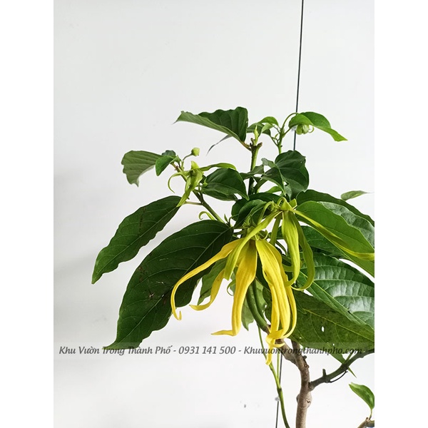 Cây hoàng lan, cây công chúa hoa thơm, cây giống nhỏ cao 30-40cm